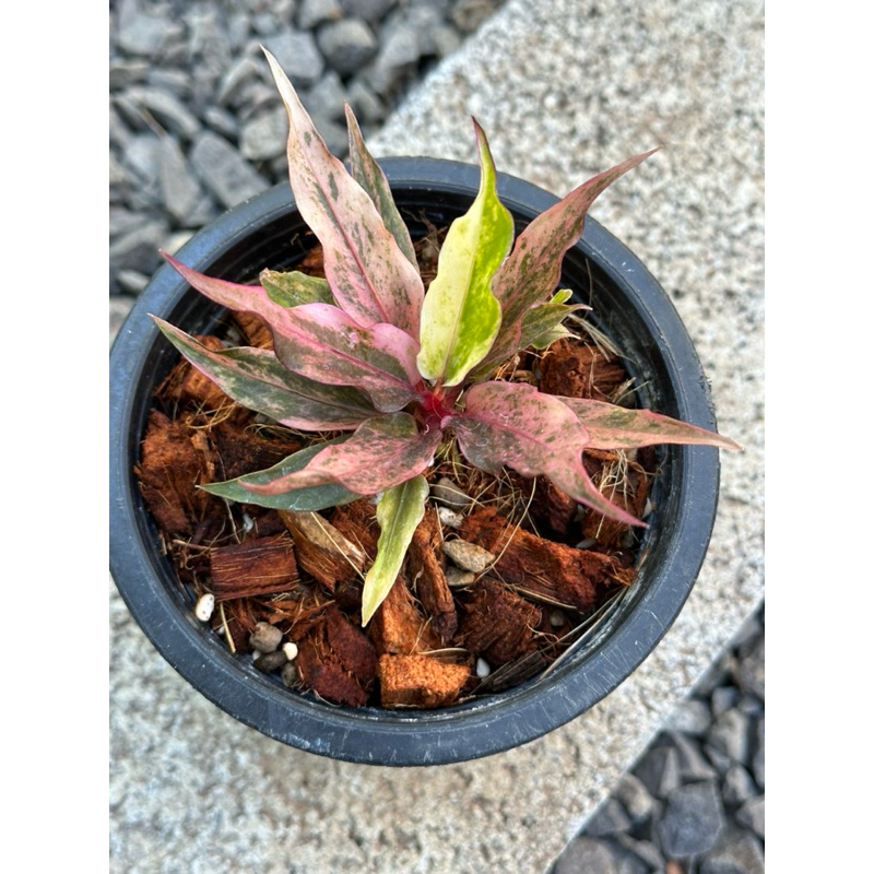 โชคเก้าชั้นด่างดำชมพูม่วง(ไม้หน่อ)Anthuruimhybrid