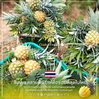 🇹🇭Oishi-fresh🍍สับปะรด ภูแล รสชาติ หวานอมเปรี้ยว สด ใหม่ ใยอาหารสูง หวานออร์แกนิค เคลมได้ 1-2 วัน