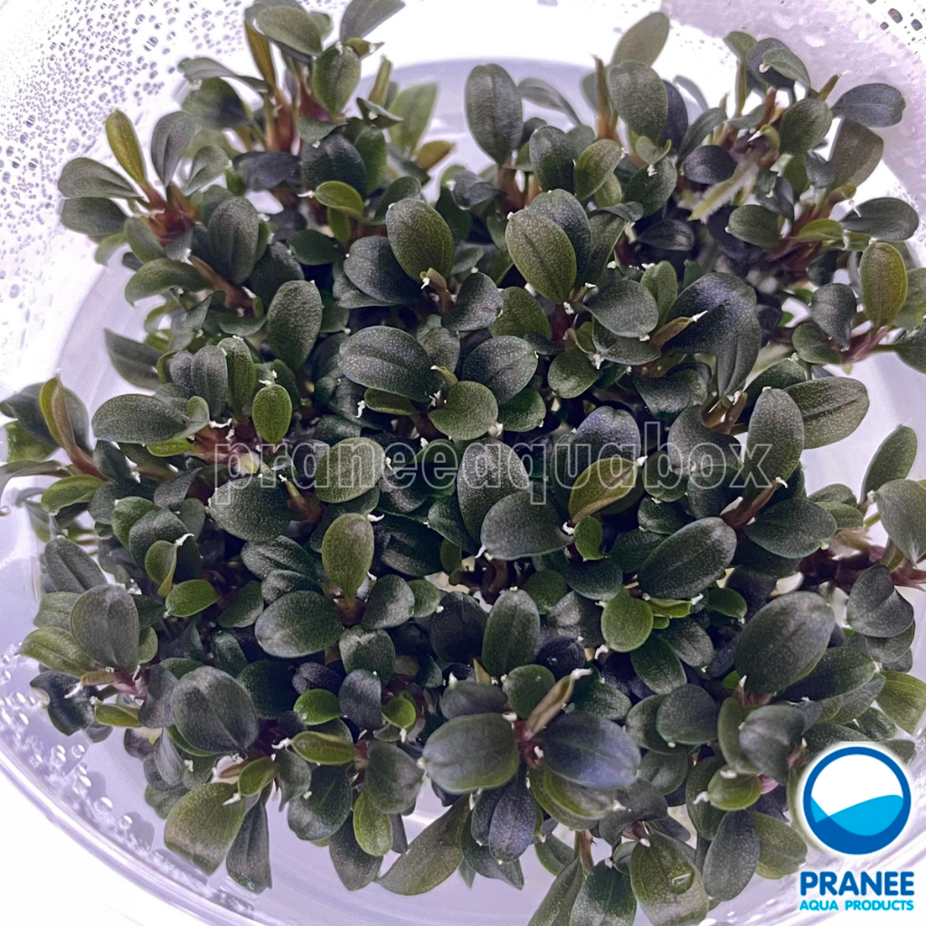 บูเซปBucephalandra brownie ghost เนื้อเยื่อ ต้นไม้น้ำ ไม้น้ำตู้ปลา