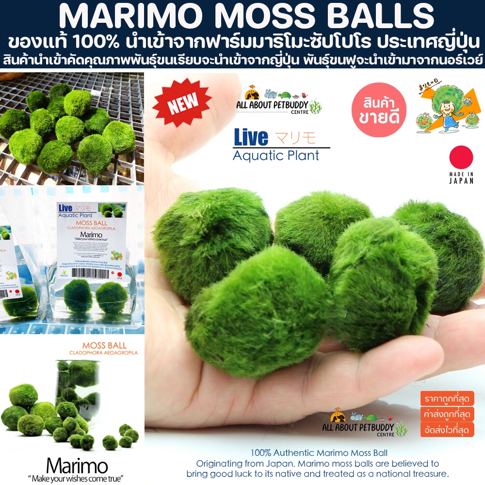 [ของแท้ % พร้อมจัดส่ง] Marimo มาริโมะ สาหร่ายตกแต่งตู้ปลา สาหร่ายมาริโมะ มอสบอล สาหร่ายนำโชคญี่ปุ่น สาหร่ายญี่ปุ่น มอส