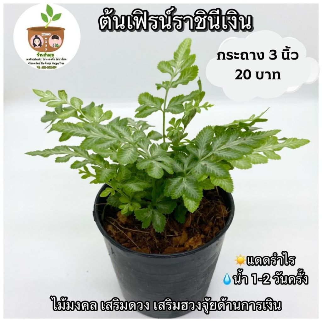 ต้นเฟิร์นราชินีเงิน จัดส่งตั้งแต่ 2 ต้นขึ้นไป คละแบบได้