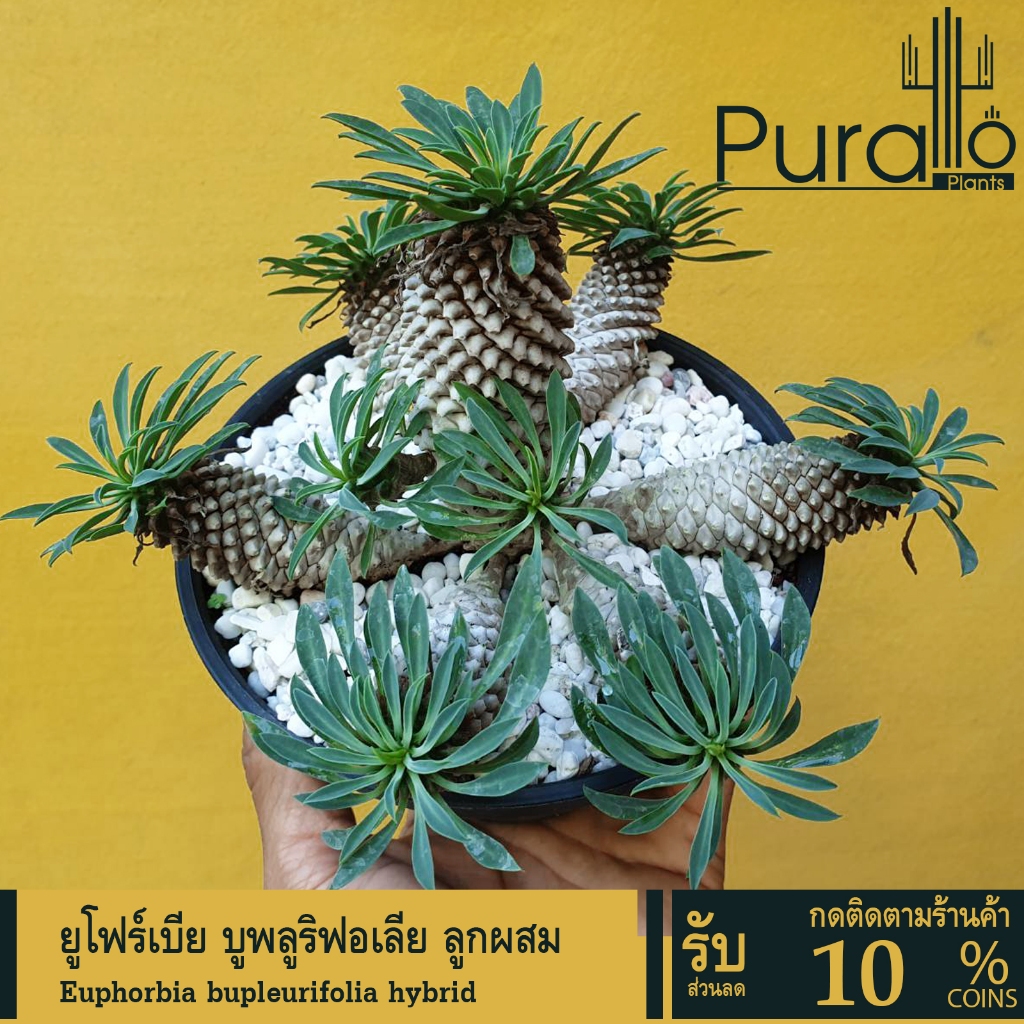 ต้นยูโฟร์เบีย บูพลูริฟอเลีย ลูกผสม Euphorbia bupleurifolia hybrid  #Euphorbia #ไม้โขด #euphorbia