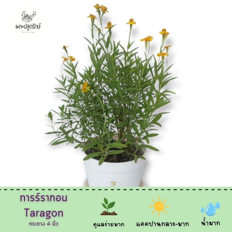 ทาร์รากอน Tarragon 🌼 มีกลิ่นหอม รสเผ็ดร้อน กระถาง 8 นิ้ว สมุนไพรฝรั่ง