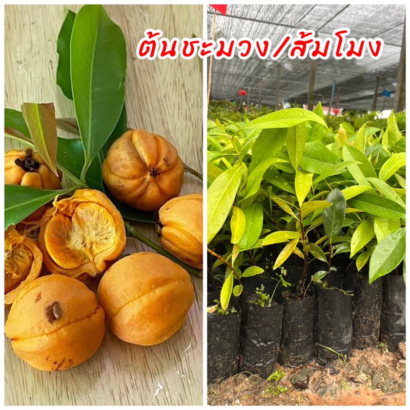 ต้นชะมวง หรือ ส้มโมง (ชุด2ต้น) เพาะเมล็ด ใบมีรสชาติเปรี้ยว นิยมนำไปปรุงอาหาร ต้นสวย พร้อมปลูก