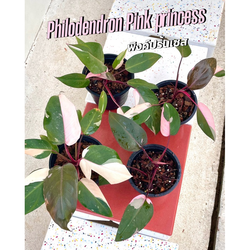 ฟิโลเดนดรอนพิ้งปริ้นเซส Philodendron Pink princess พิงค์ปริ้นเซส ไม้ด่าง ไม้ฟอกอากาศ กระถาง5-6นิ้ว
