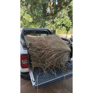 หญ้าคา มุงหลังคา หญ้าคาตับหญ้าคามุงหลังคาความยาว155 กว้าง40,-50cm มุงฟาร์มไก่ ฟาร์มเห็ด หรือรีสอร์ท แต่งคาเฟ่