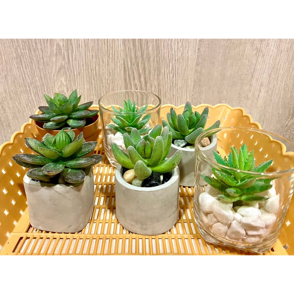 กระบองเพชรปลอม พร้อมส่ง น่ารักมากงานดี ก้อนหินเพนท์