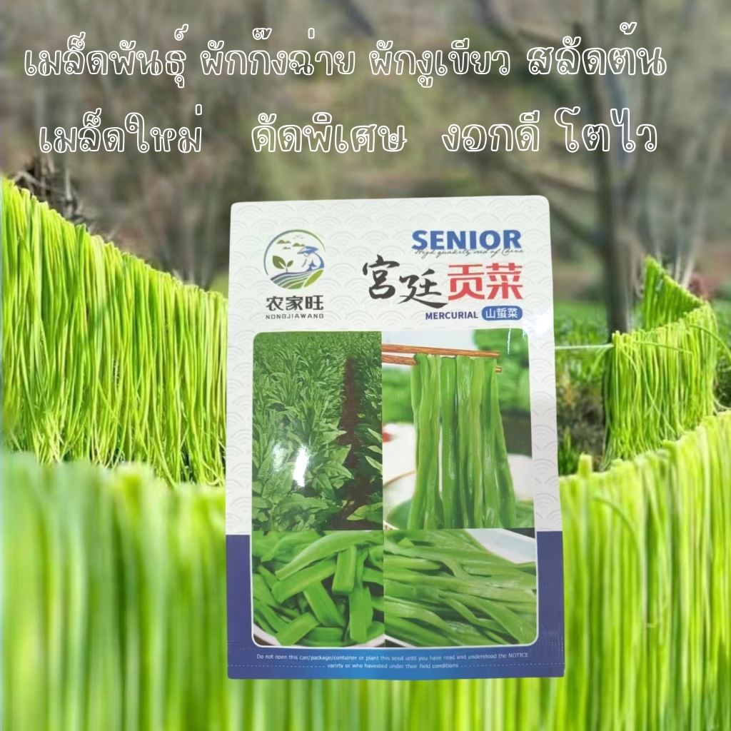 เมล็ดพันธุ์ ผักใบ เมล็ดพันธุ์ ผักก๊งฉ่าย ผักงูเขียว ผักสวนครัว เมล็ดผัก ผักออแกนิค