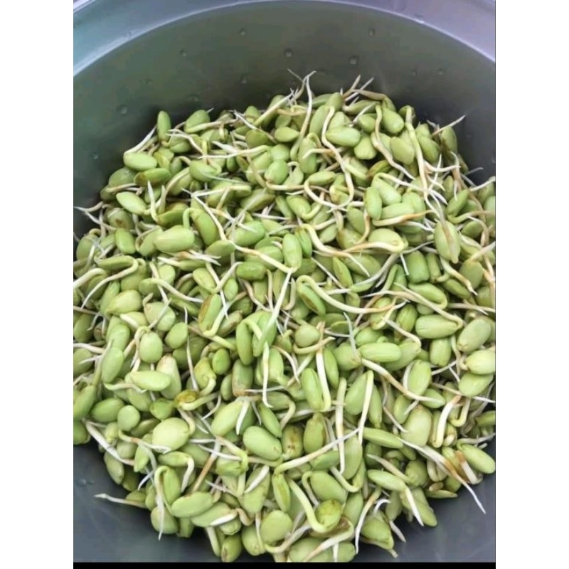 หน่อเหรียงมีเปลือกเพาะแล้ว พร้อมทาน500กรัม