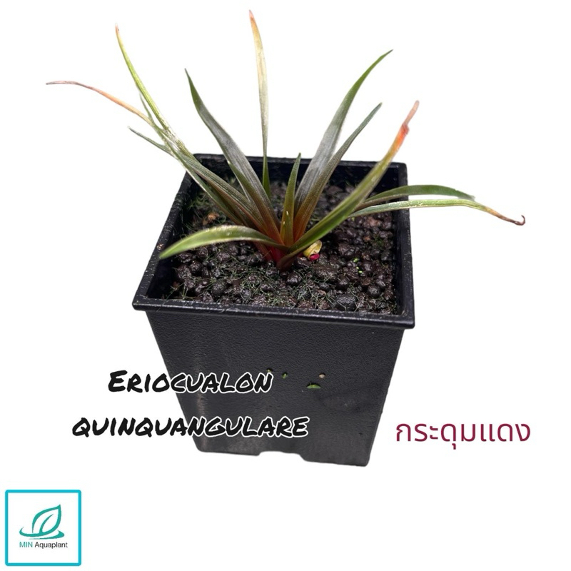ต้นกระดุมแดง Eriocualon Quinquangulare ต้นไม้น้ำ ใบบกเลี้ยงชื้น ต้นไม้น้ำ