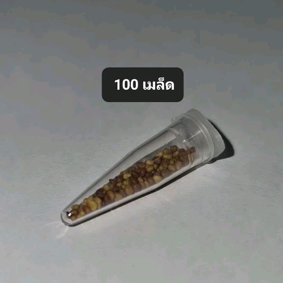 เมล็ดโคลเวอร์ไวท์ดัช ออร์แกนิค [1,500--15,000 เมล็ด] Organic White Dutch Clover [1,500--15,000 seeds]
