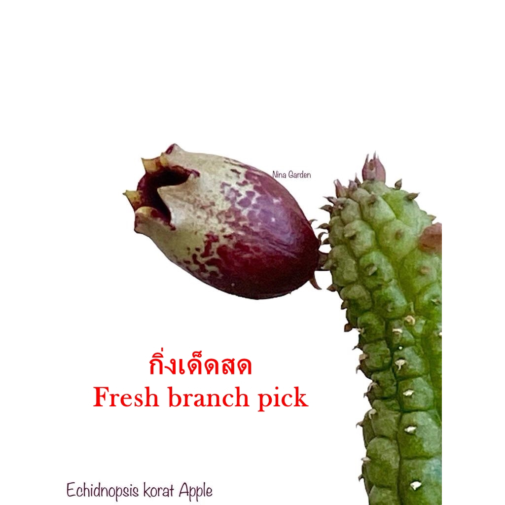 เก๋งจีน Echidnopsis Korat Apple *กิ่งเด็ดสด* แคคตัส ไม้อวบน้ำ Cactus and Succulent