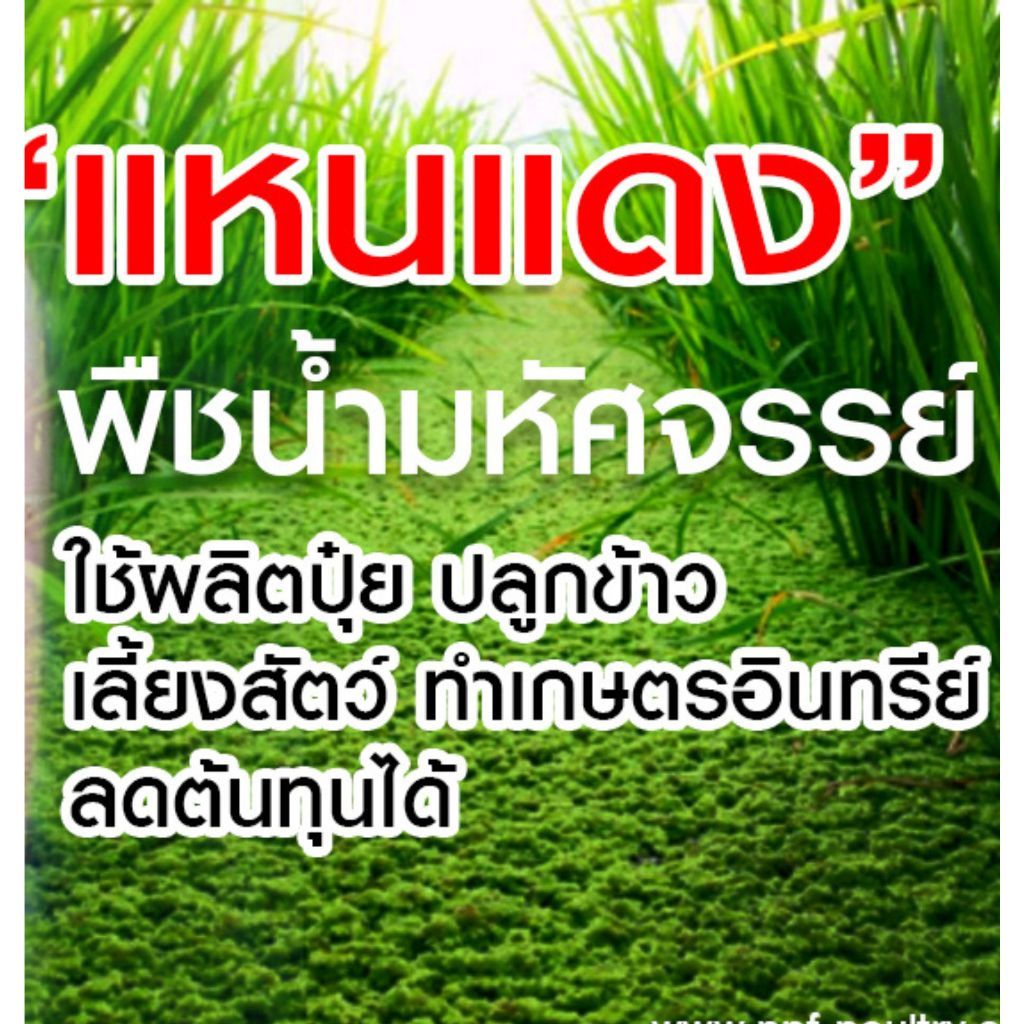 แหนแดงพันธุ์เกษตร (ไมโครฟิลล่า)