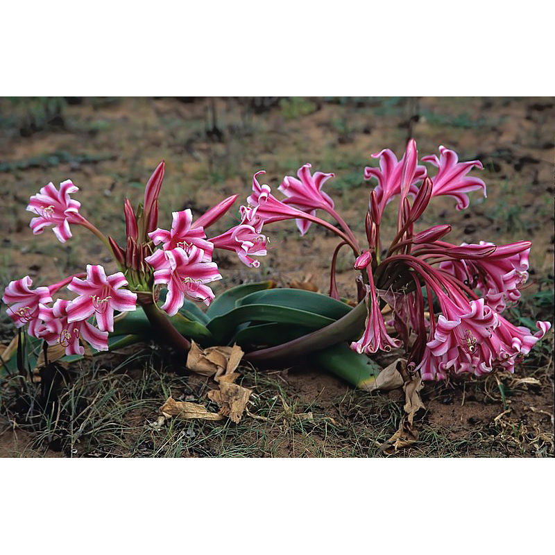 Crinum stuhlmannii สีแดงสดช่อดก พลับพลึง