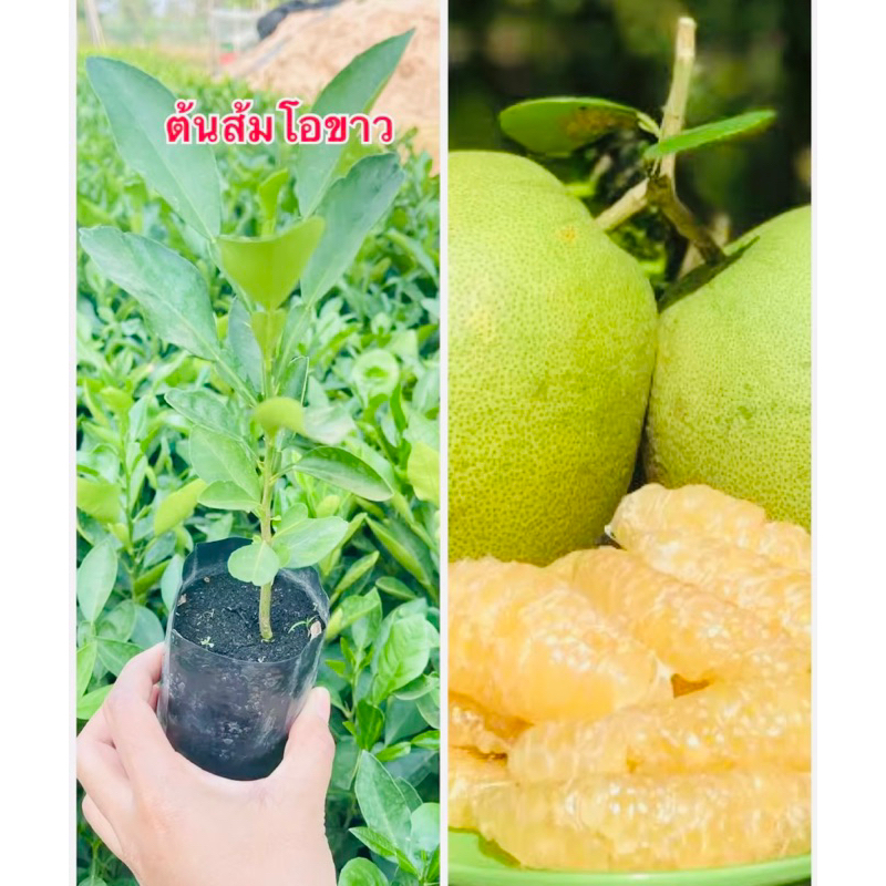 🙏🏻 ต้นส้มโอพันธุ์ขาวใหญ่ ซื้อ 5 แถมฟรี 1 ต้น สูง15-25ซม./แบบเพาะเมล็ด ส้มโอพันธุ์ขาวใหญ่ ที่มีผลค่อนข้างใหญ่ รสหวาน