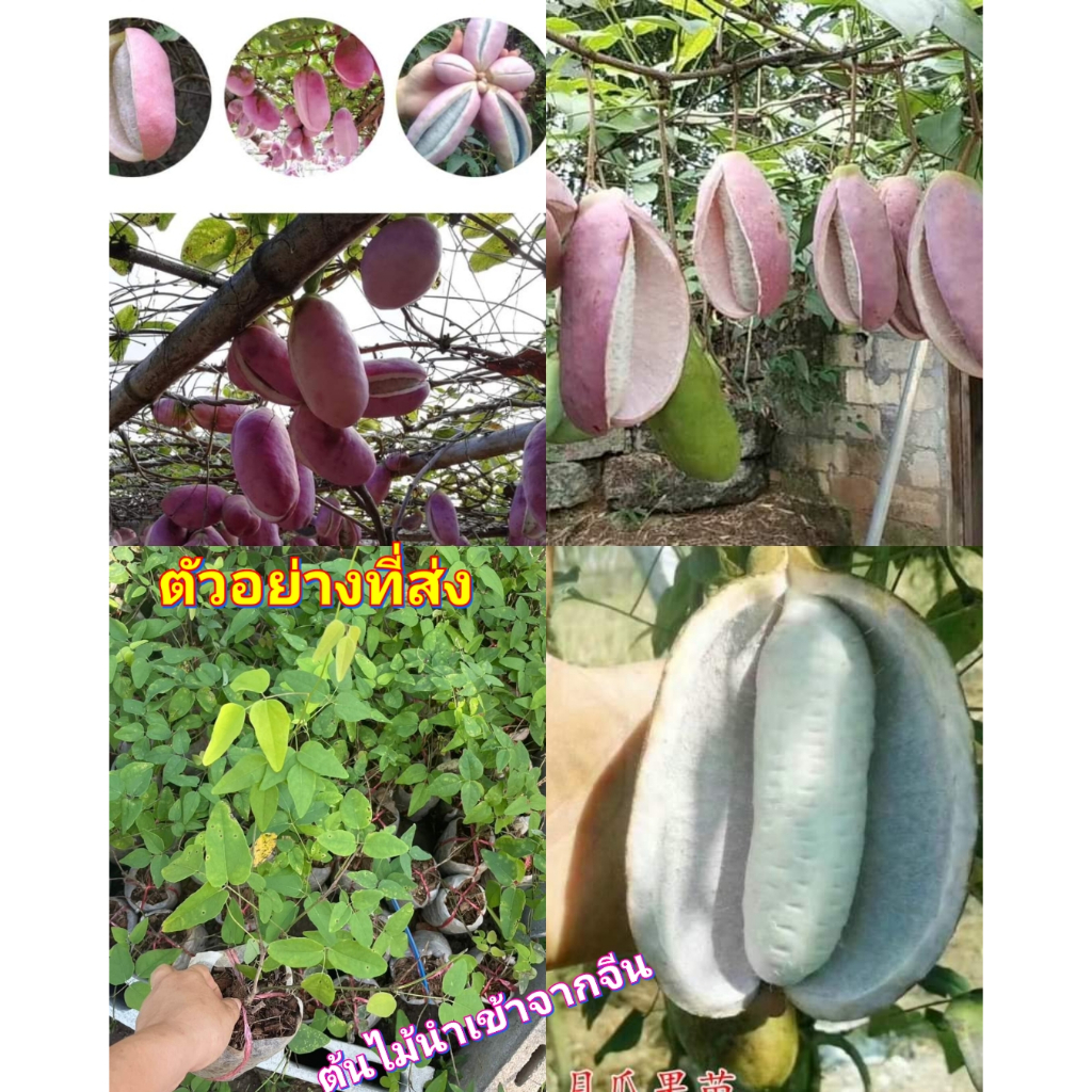 (1ต้น) ต้น อะเคบิ ต้นอะเคบิ Akebi Japanese Fruit ไม้เลื้อย / ศรัญลักษณ์