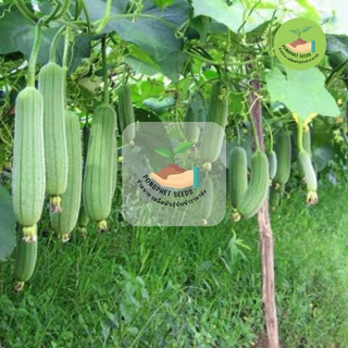 ถูกสุดคุ้ม เมล็ดบวบหอม20 เมล็ด