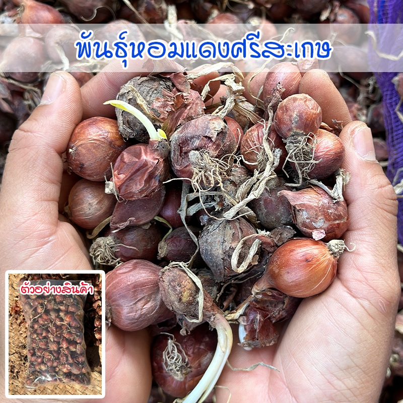 พันธุ์หอมแดงศรีสะเกษ หัวหอมแดงสำหรับปลูก หัวสวยแบบไม่ตัดจุก 40-100 กรัม ปลูกง่าย โตเร็ว [ ซื้อ 10 แถม 1 คละได้]