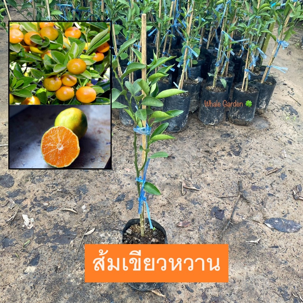 ต้นส้ม ส้มเขียวหวาน Orange (เสียบยอด) พร้อมติดดอก ให้ผลเร็ว1ปี ลูกดก (รับประกัน ส่งใหม่ฟรี หากสินค้าเเสียหาย!!)