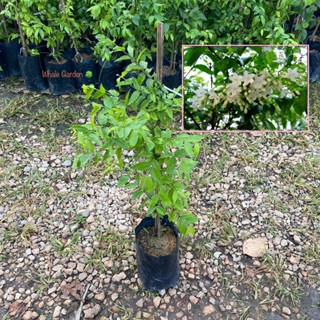 โมกพวง ต้นโมกพวง ไม้พุ่มเตี้ยขนาดเล็ก มีดอกสวย ปลูกประดับทำร…