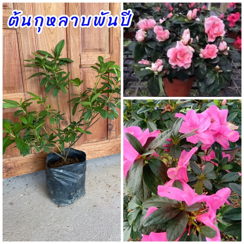 ต้นกุหลาบพันปี ดอกมีสีชมพู เวลาบานจะสวยสะดุดตามาก ปลูกกระถางได้ โตเร็ว ทนต่อสาภาพอากาศได้ดี