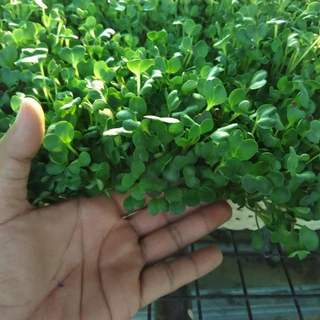 เมล็ดต้นอ่อนไมโครกรีน (Microgreen) 40 กรัม ทานตะวัน ผักบุ้งเรียวไผ่ ไควาเระ โตเหมี่ยว คะน้า