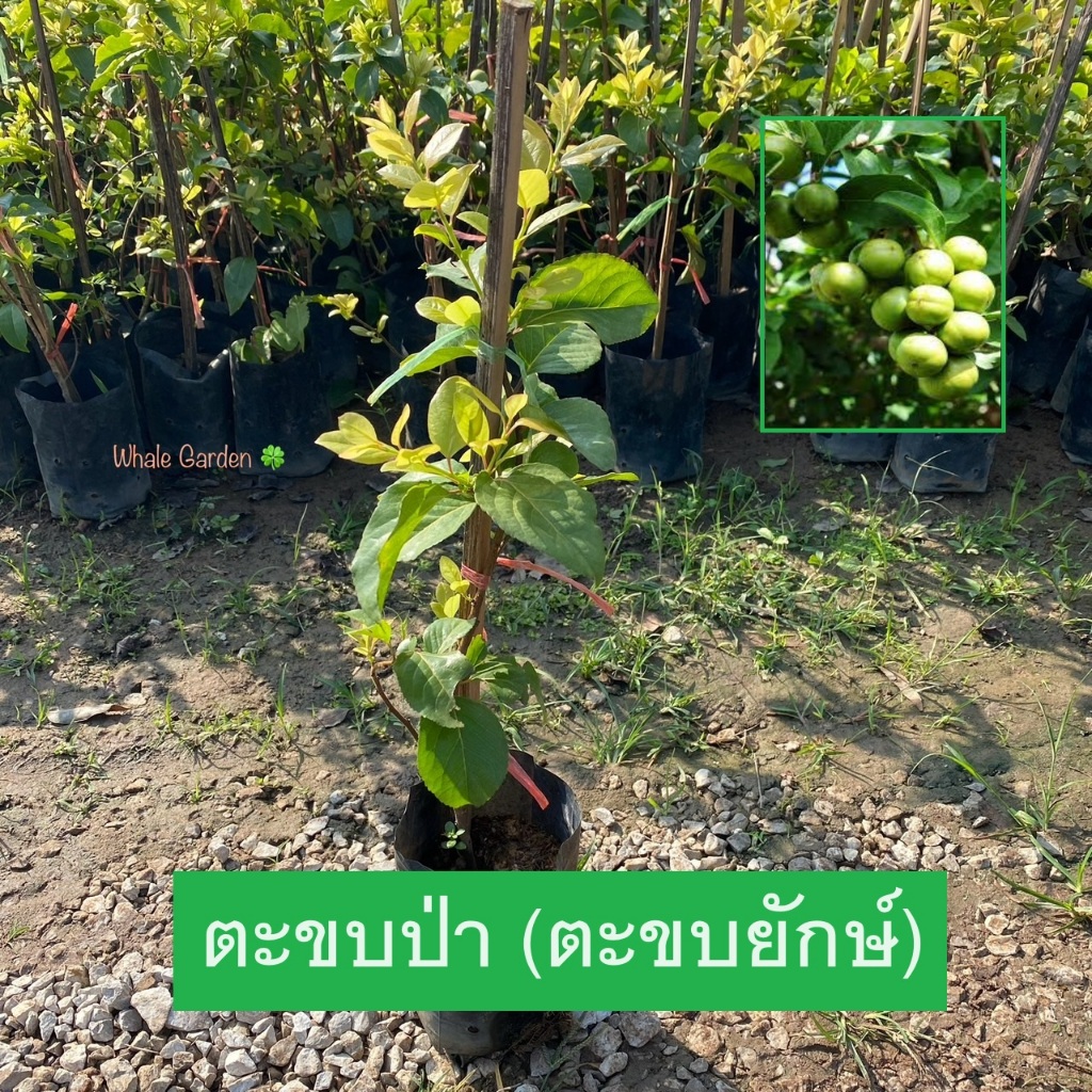 ต้นตะขบป่า ตะขบยักษ์ (Flacourtia Indica) กิ่งตอน พร้อมติดดอกติดผล ไม้ป่าโบราณ ผลรับประทานได้ (รับประกันสินค้า)