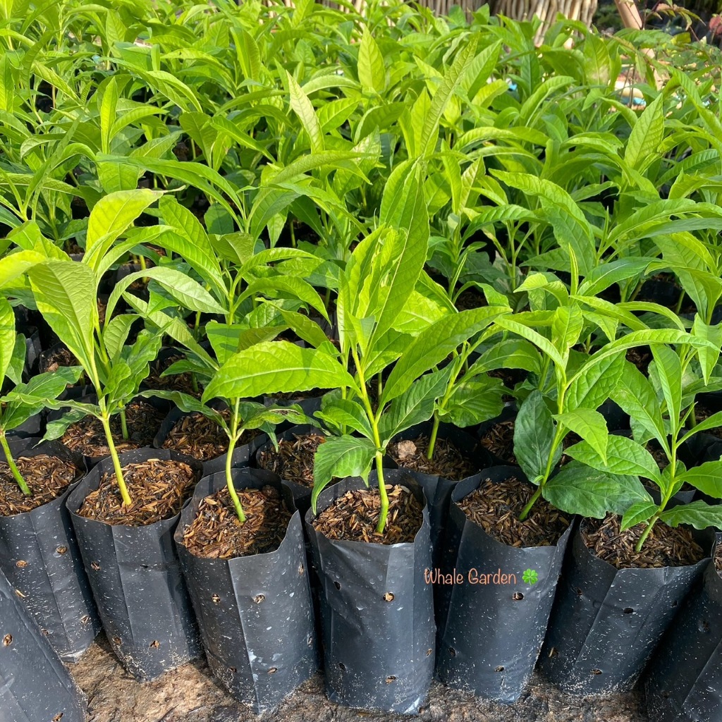 ต้นสาละลังกาสาละลังกา (Cannonball Tree) ไม้ต้นขนาดใหญ่ ผลัดใบ มีดอกสวย (รับประกัน ส่งใหม่ฟรี หากสินค้าเเสียหาย!!) - รูปที่ 2