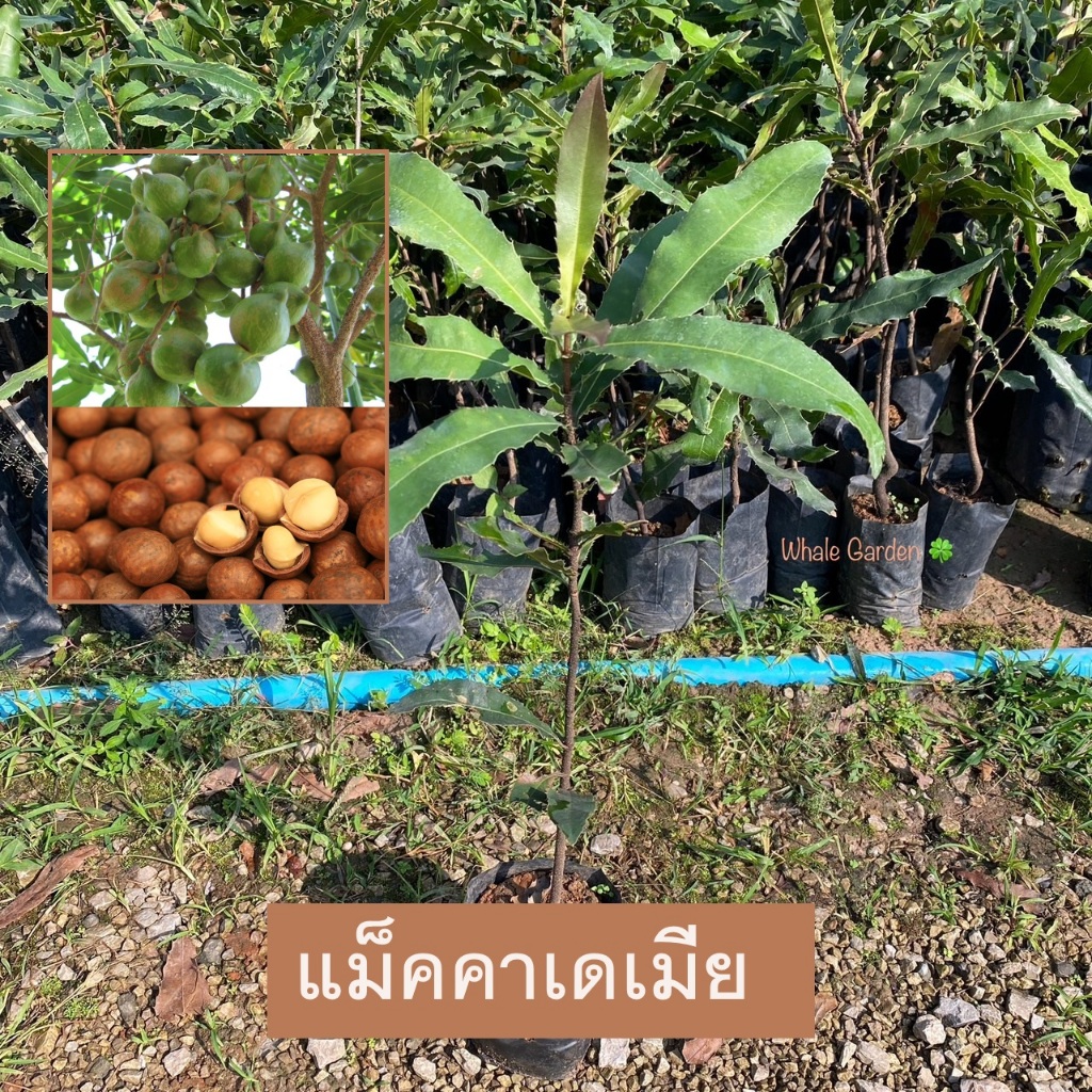 ต้นแมคคาเดเมีย แมคคาเดเมีย (Macadamia) ราชาแห่งถั่ว ไม้ยืนต้น ผลรับประทานได้ (รับประกัน ส่งใหม่ฟรี หากสินค้าเเสียหาย!!)