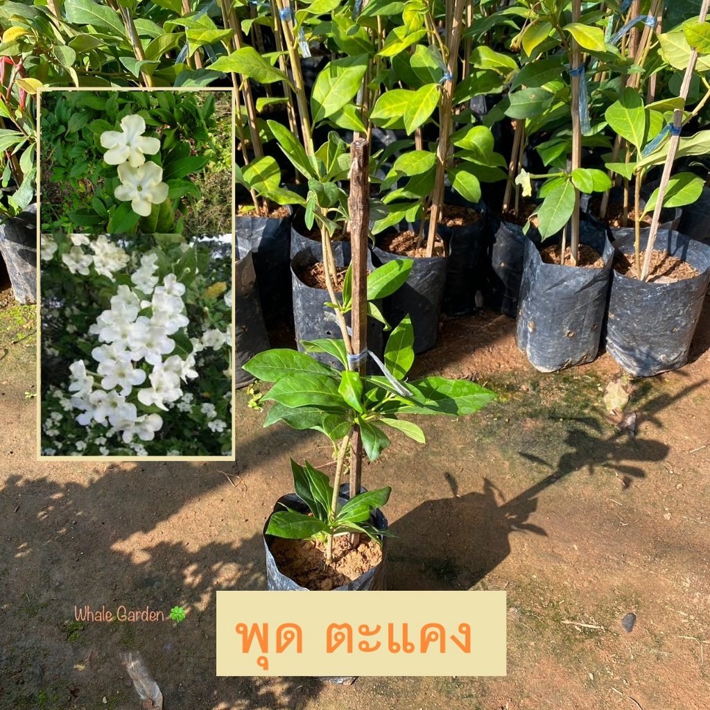 ต้นพุดตะแคง พุดตะแคง (Lady of the night tree) ไม้พุ่มขนาดเล็ก มีดอกสวย กลิ่นหอม (รับประกัน ส่งใหม่ฟรี หากสินค้าเเสียหาย)