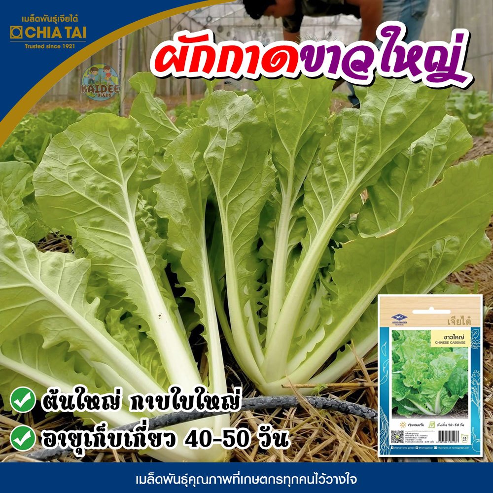 เมล็ดพันธุ์ ผักกาด ขาวใหญ่ (Chinese Cabbage) ผักซอง เจียไต๋ OP ขนาด 5 กรัม (ประมาณ 2,100 เมล็ด)