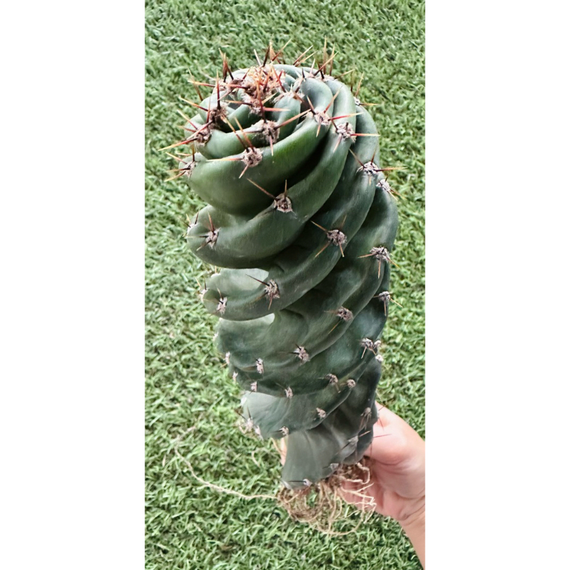 พร้อมส่ง🌵เกลียวสว่านแคคตัส ขนาดสูง 25 cm. เกลียววนสวยมาก Cereus forbesii spiralis