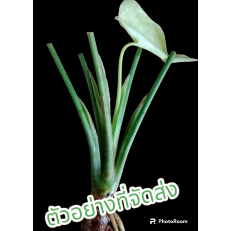 เสน่ห์จันทร์หอมด่างขาว ไม้ด่างไม้มงคลหายาก มีรากพร้อมปลูก รูปที่ 5