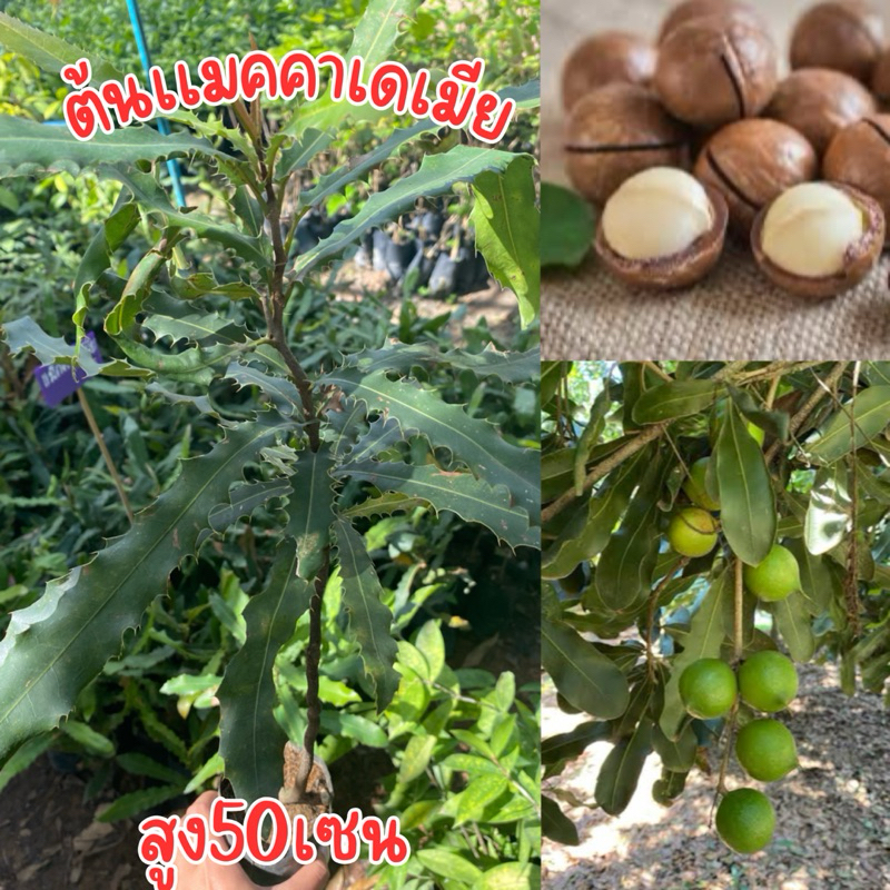 ต้นเเมคคาเดเมีย พร้อมปลูก สูง40-50เซนครับ