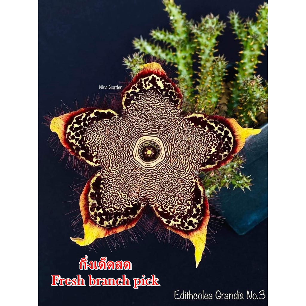 เก๋งจีน Edithcolea Grandis No.3 *กิ่งเด็ดสด* แคคตัส ไม้อวบน้ำ Cactus and Succulent