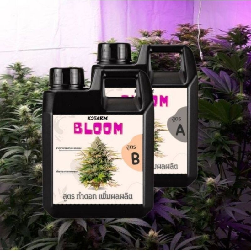 ปุ๋ยกัญ ชาสูตรทำดอกBLOOM ปุ๋ยกันชา 1ชุดA-B