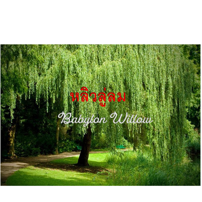 หลิวลู่ลม#ต้นหลิวลู่ลมสูงประมาณ120ซมไม้เสริมสิริมงคลหลิว/ลิ้ว/Babylon Willow/สอบถามเพิ่มเติมทางช่องทางแชทร้านคะ