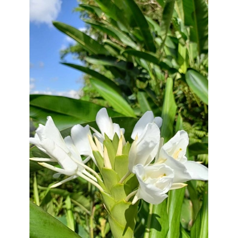 ว่านมหาหงส์   ต้นสะเลเตทุกสีส่งเป็นต้นนะคะ / butterfly lily /  999garden