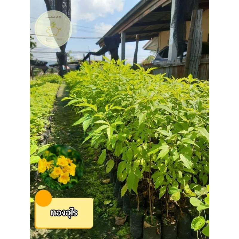 ต้นทองอุไร ไม้มงคล ดอกสีเหลืองสด 🌼 สินค้าเสียหายจากขนส่งเคลมฟรี