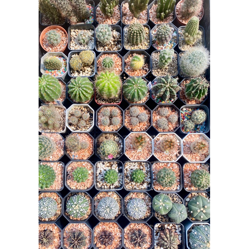 แคคคตัวราคาหลัก 1O 1O 1O♥️♥️🌵🌵