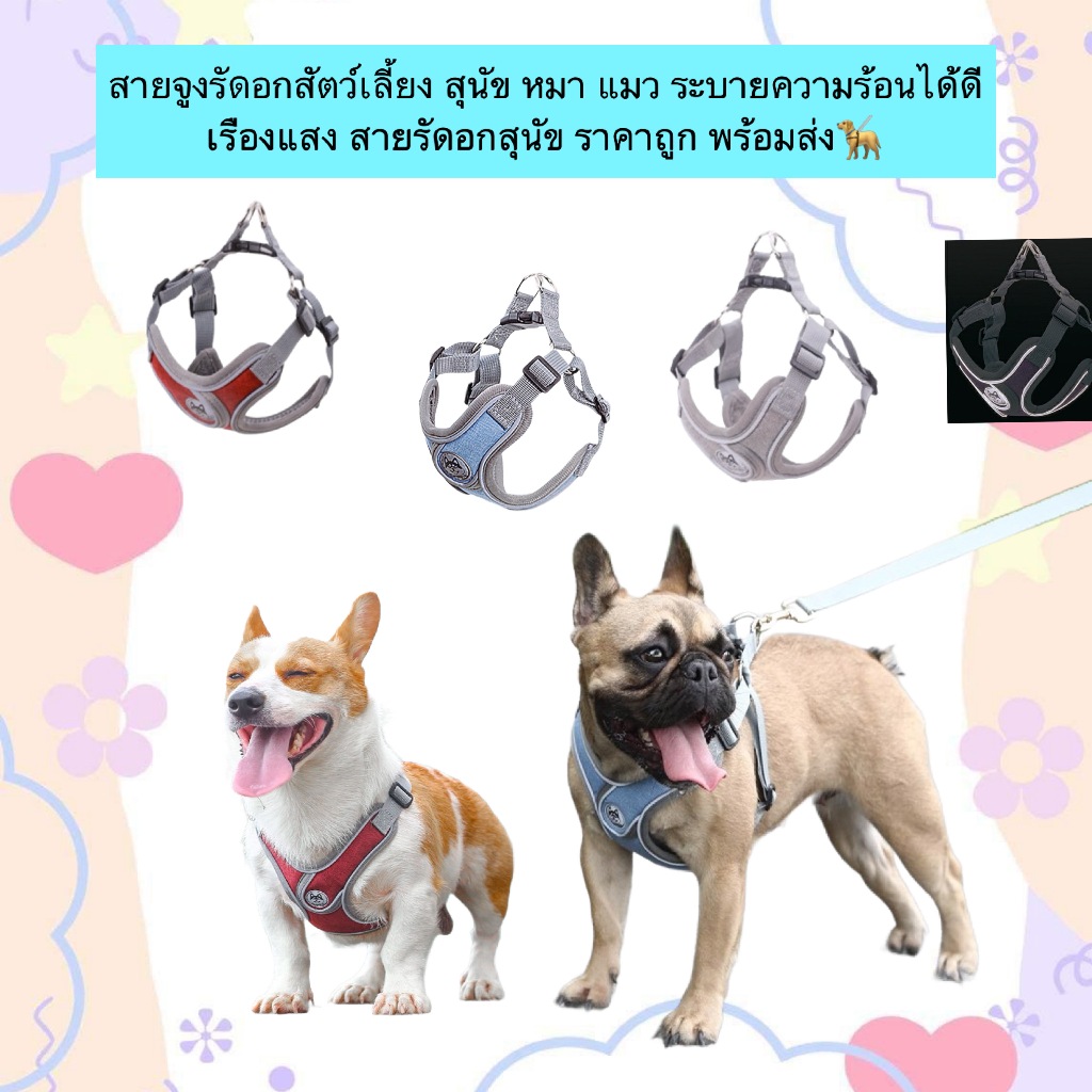 MG-516 สสายจูงรัดอกสัตว์เลี้ยง สุนัข หมา แมว ระบายความร้อนได้ดี น้ำหนักเบา ราคาถูก พร้อมส่ง