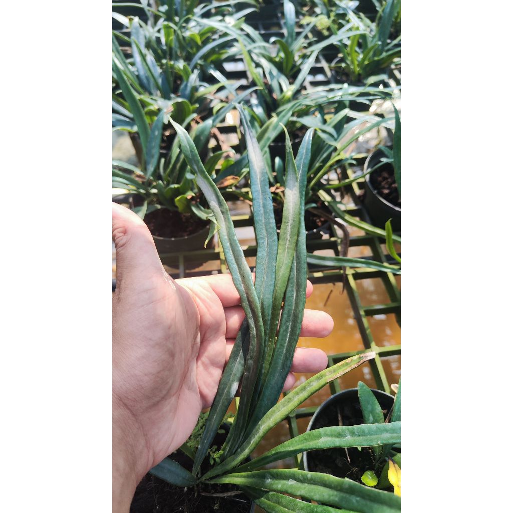 เฟินแววปีกแมลงทับ Microsorum thailandicum กระถาง 3.5นิ้ว