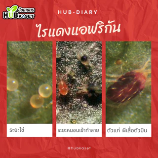 แซดไดครอน สูตรเย็น 1ลิตร (ไซเพอร์เมทริน + โพรฟีโนฟอส) กำจัดหนอนใยผัก หนอนเจาะ เพลี้ย