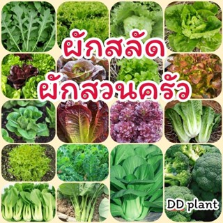 เมล็ดผักสลัด ผักสวนครัว กรีนคอส กรีนโอ๊ค​ บัตเตอร์เฮต คะน้า …