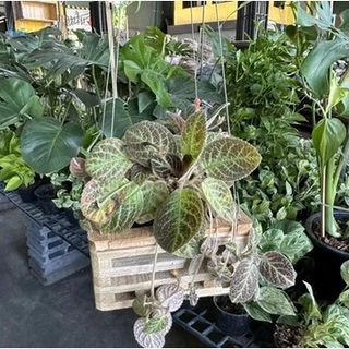 ลวดแขวนกระถางต้นไม้ 4 สาย ยาว 75 cm. ลวดอย่างดีแข็งแรงทนทาน ลวดสี่ขา ลวดแขวนกล้วยไม้ ลวดสี่สาย