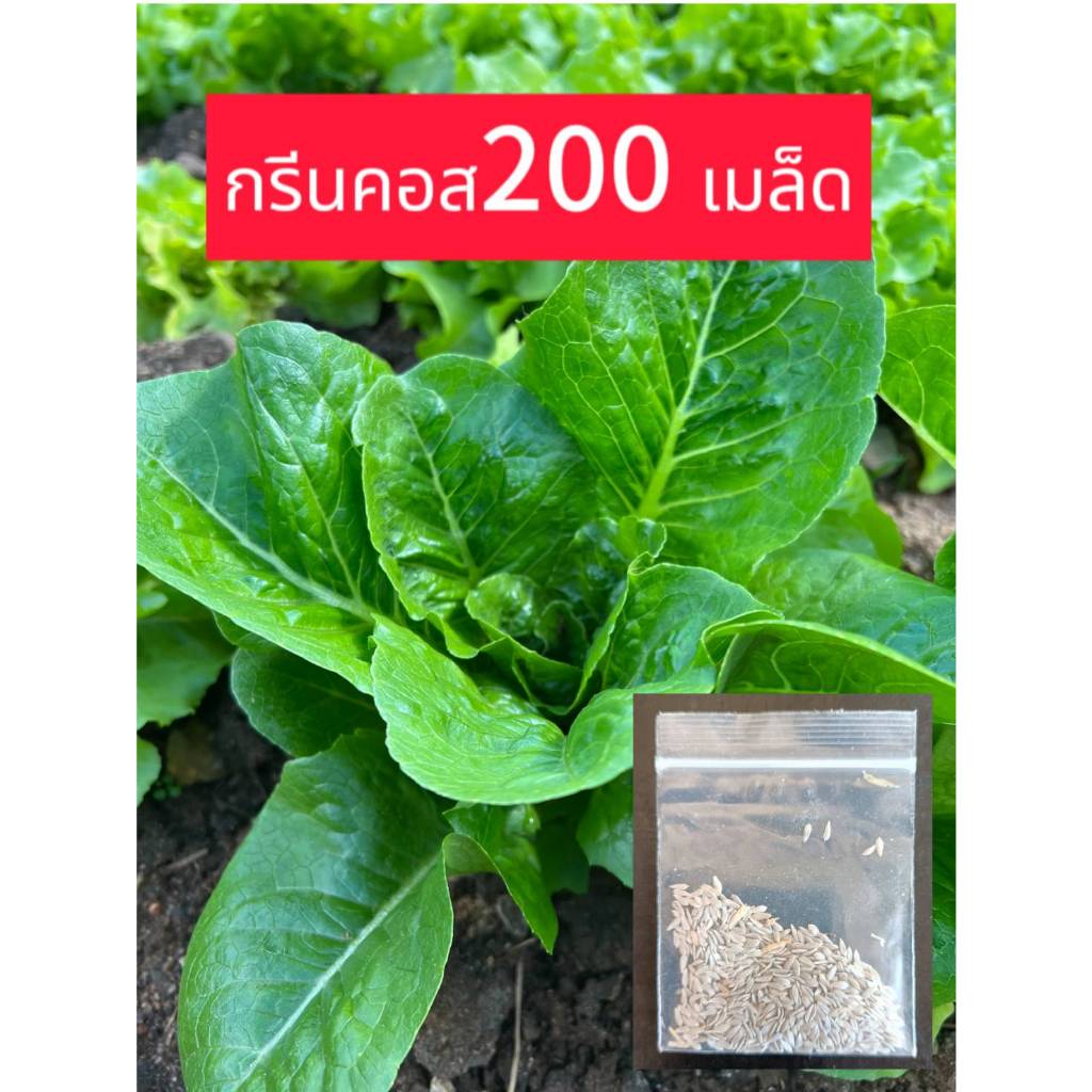 เมล็ดผักสลัด กรีนโอ๊ค เมล็ดผักสวนครัว เมล็ดผักไฮโดรโปนิกส์ มีสายพันธุ์ สลัดแก้ว ฟินเล่ย์ กรีนโอ๊ค เรดโอ๊ค มินิคอส ผักกาด