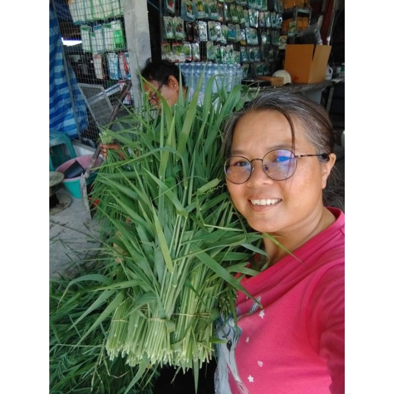 หญ้าขนสด สำหรับสัตว์เลี้ยง1กิโลกรัม50บาท(ปลอดสารเคมี สด ใหม่ ทุกวัน)
