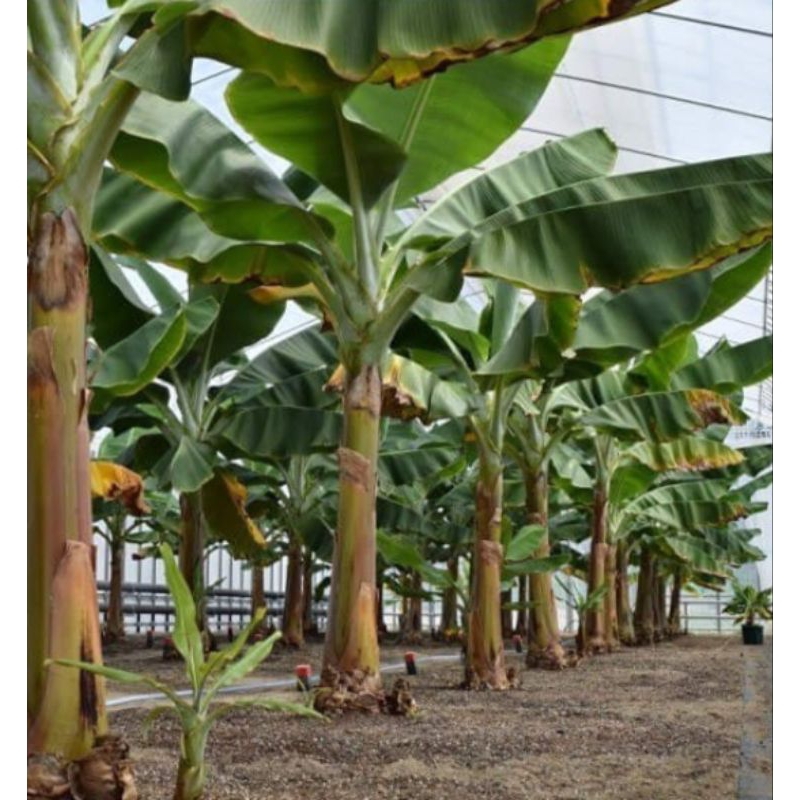 กล้วยหอมโอกินาวา รสชาติ หอม หวานอร่อยมาก  หน่อขุดสด ยาว40-100cm รับประกันแท้100% ราคา ถูกที่สุด ดีลบีเคเค แกลเลอรีภาพที่ 2