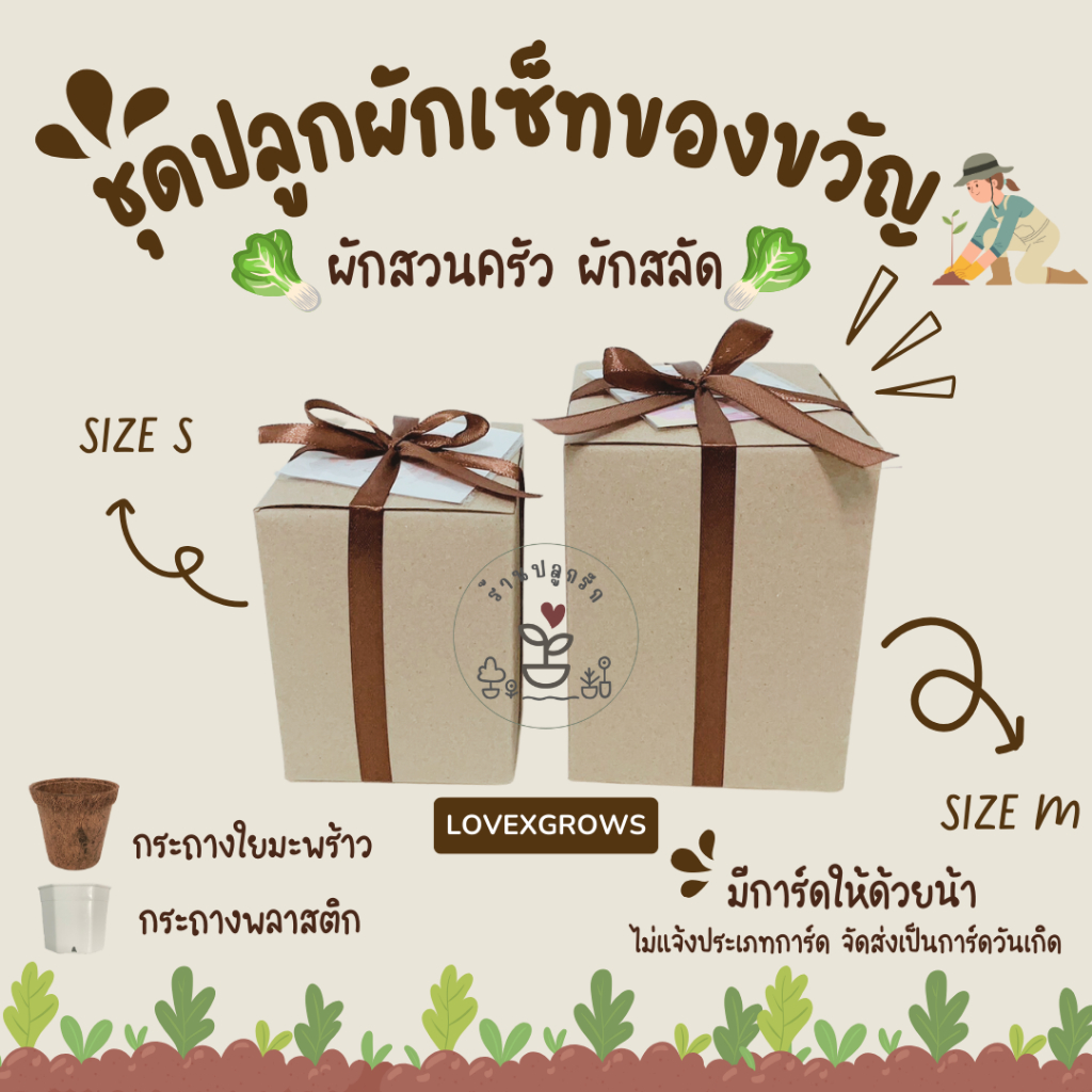 LXG : ชุดปลูกผักเซ็ทของขวัญ ผักสวนครัว ผักสลัด ชุดปลูกผัก ของขวัญ ของชำร่วย ของขวัญปัจฉิม มี 2 ขนาด