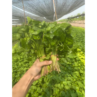 ใบบัวบก ส่งทุกวัน [2 kg] สั่งได้ไม่เกิน 2 ชิ้น